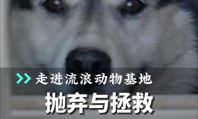 活下去的不同难度级别（探究游戏中的生存挑战，从初级到高级）