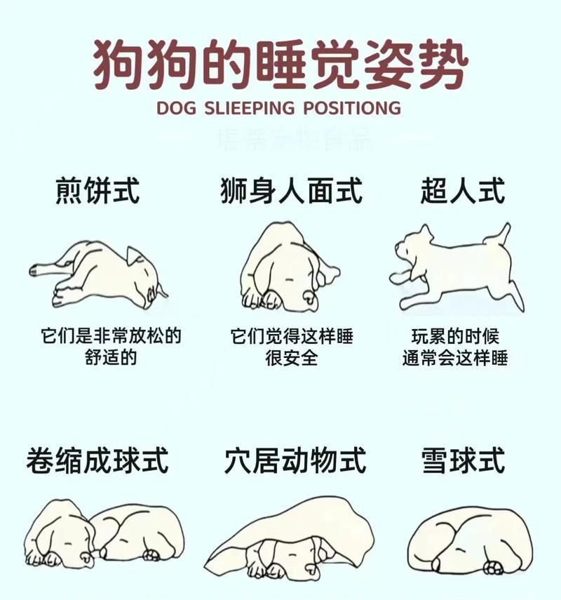 一起养狗游戏攻略（从零开始，让你的虚拟狗狗生活充满乐趣！）